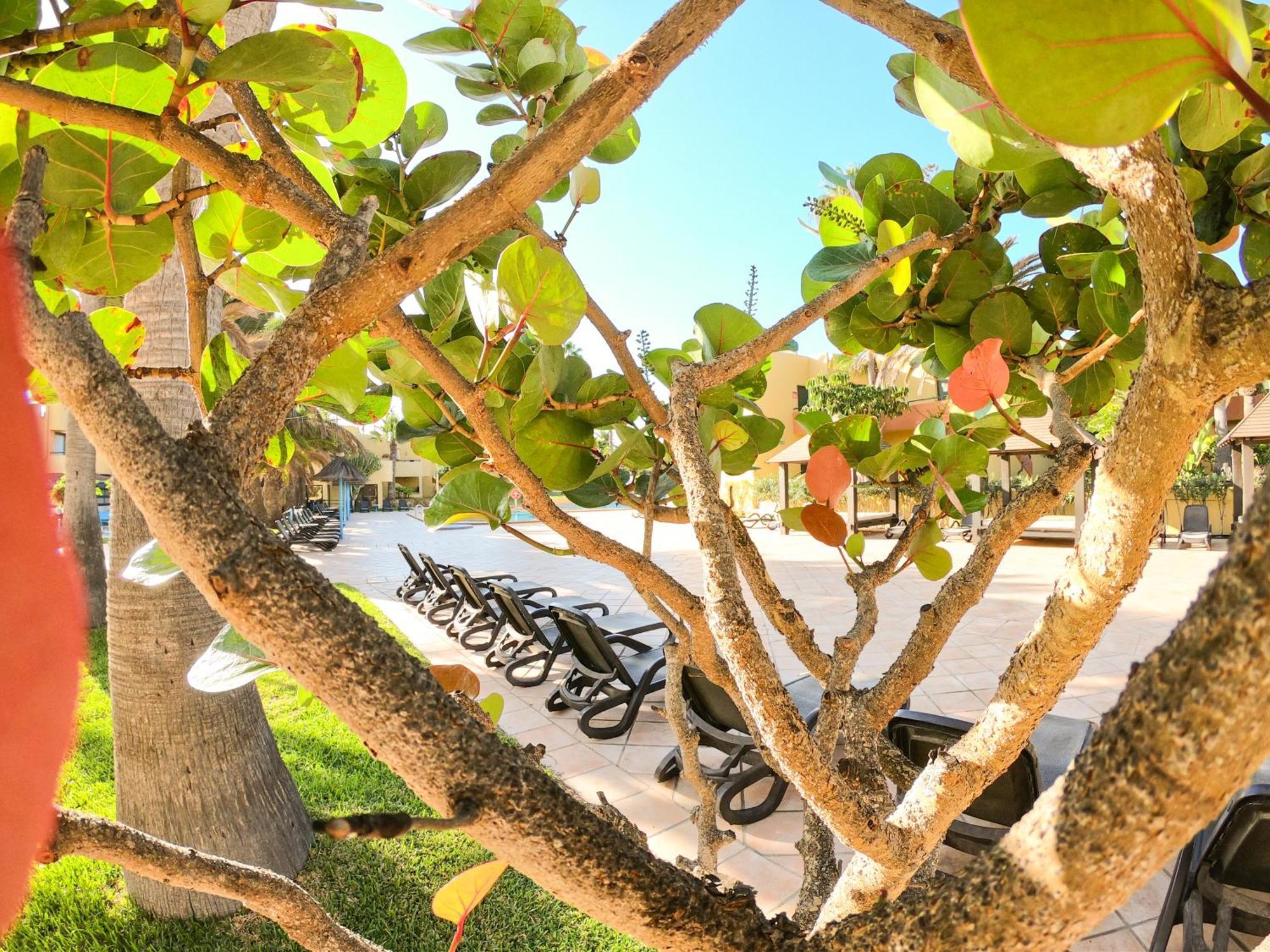 Drago 1 Atlantic Garden Apartment Corralejo Eksteriør bilde